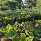 Making the Most of the Gardens Greens!