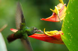 Hummingbird Lobster Heliconia Heliconia Hummingbird Lobster