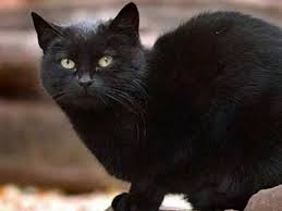 Cat Rich List Wealthy Felines Of Taylor Swift Karl Lagerfeld Benjamin Button The Economic Times