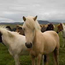 How long is a shetland pony? Distinguishing Between Horses And Ponies