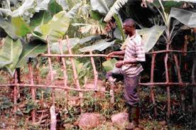 I use banana stump to germinate for trees by cutting the them in to pieces. Dwarf Banana Tree And The Restoration Of Soil Resources In Gullies Of The Adamawa Highlands Cameroon