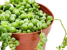 Image result for tbn:HNtrRnQBmFuaxM::www.bluechopsticks.com/img_large/800CC_0805S1015.jpg