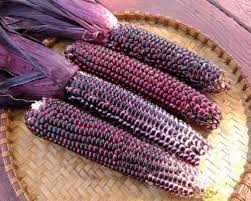 Check spelling or type a new query. Organic Double Red Sweet Corn Seed Adaptive Seeds Purple Corn Purple Vegetables Sweet Corn