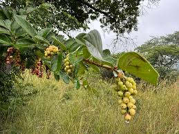 Image result for Antidesma venosum