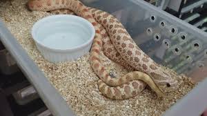 Medium sized snakes great plains rat snake western hognose prairie kingsnake common garter snake eastern racer common kingsnake. Western Hognose Breeding Tips Video Youtube