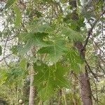 Image result for Brachychiton australis