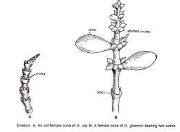 Image result for Gnetum