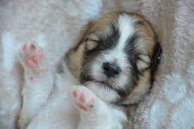 Our dogs are rescued from across the united states and are transported to vermont and surrounding areas by for the love of dogs vermont upon adoption approval. Why Do Dogs Love Belly Rubs Dog Discoveries