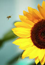 Worker Bee It S Estimated That A Quart Of Honey Represent Bees Flying Over An Estimated 48 000 Miles To Gather Sunflowers And Daisies Sunflower Art Sunflower