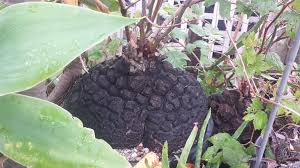 Image result for Dioscorea minutiflora