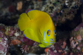Lemonpeel Angelfish Fish Breed Profile