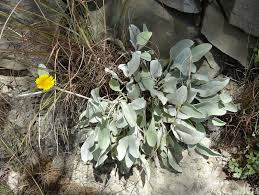 Image result for Pentanema