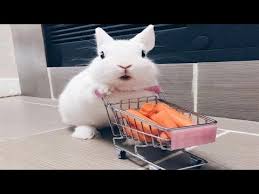 Where can you buy bunnies? Funny And Cute Baby Bunny Rabbit Videos Baby Animal Video Compilation 2020 Youtube