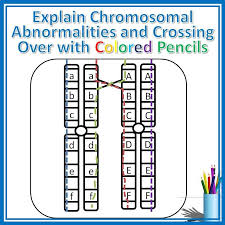 Students Use Colored Pencils To Trace Chromosomes And Cross Overs In The Process They Discover How High School Biology Biology Resources High School Science