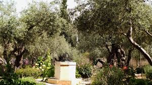 Unlike the other churches and memorial holy places on the mount of olives, all developed and reconstructed in more modern times, the garden of gethsemane remains natural and much less developed. Der Garten Gethsemane Am Olberg An Article Written By Ushi Engel Tour Guide In Israel Booqify Com Tours And Tour Guides