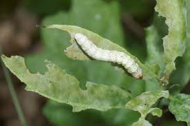 Image result for Polyploca ridens