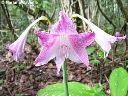 Image result for Hippeastrum sp. cultivars