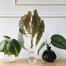 Plant Shapes On Instagram Current Water Propagation My Begonia Maculata Center Had Grown Very Tall But Leggy Over The Pa Plants Begonia Maculata Begonia