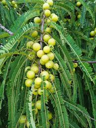 Image result for Phyllanthus boehmii
