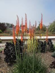 Image result for Kniphofia thomsonii