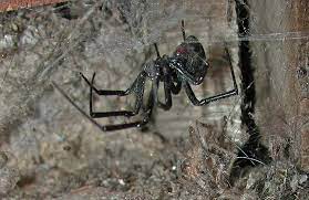 Scorpions generally use their chela (pincers) to catch the prey initially. Debunking Myths About The Black Widow Rattlesnakes And More Desertusa