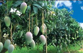 Mulakan dengan langkah 1 di bawah untuk mendapatkan maklumat lanjut. Cara Menanam Buah Mangga Kebun Buah Mangga Panen Buah Mangga