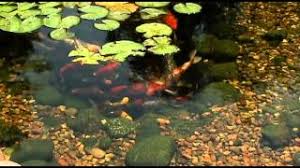 We strive to be the leader in all things garden ponds and water features. Garden Ponds Unlimited Oklahoma S Best Garden Pond Store