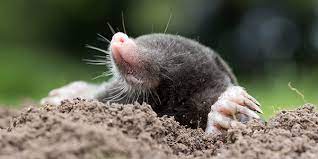 Moles are very small mammals that are extremely famous for living inside underground tunnels. Moles National Wildlife Federation