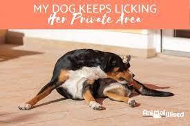 My Dog Keeps Licking Her Private Area All Possible Reasons