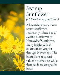 Image result for Sporobolus angustifolius