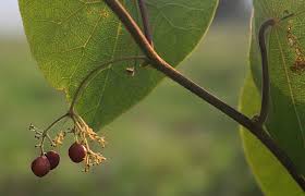 Image result for Stephania abyssinica