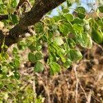 Image result for Albizia anthelmintica