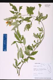 Image result for Pearsonia cajanifolia