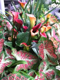 Image result for Caladium