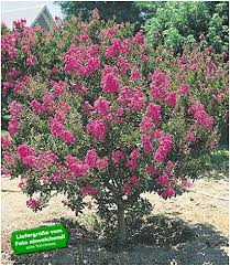 Das erste mal geblüht hat er vor 3 jahren, da waren es nur zwei kleine blüten. Baldur Garten Flieder Des Sudens 1 Pflanze Lagerstroemia Indica Kreppmyrte Winterhart Amazon De Garten