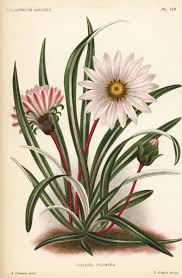 Image result for Gazania krebsiana