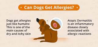 Dog Skin Conditions And Natural Treatments Canna Pet