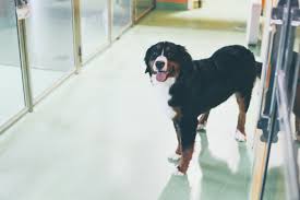 Find 12 listings related to pet health center in decatur on yp.com. Nova Pets Health Center Linkedin