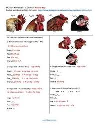 Multiple Allele Traits In Chickens Key Problem Set Key Dihybrid Cross