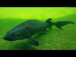 Natura Gart Ibbenburen Nrw 2019 Youtube