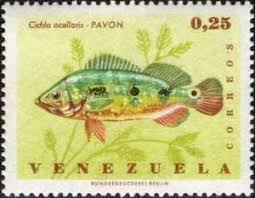 Cichla ocellaris (butterfly peacock bass); Stamp Peacock Bass Cichla Ocellaris Venezuela Endemic Fishes Mi Ve 1677 Sn Ve 909 Yt Ve 751 Sg Ve 1964