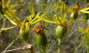 Image result for Senecio latifolius