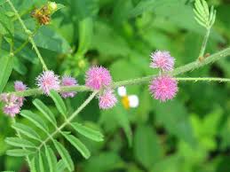Image result for Mimosa diplotricha