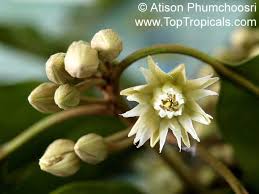 Image result for Mimusops elengi