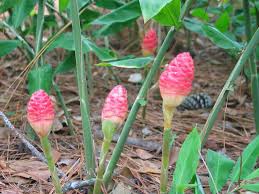 We did not find results for: Gardening Gingers Add Tropical Flare To Landscape Entertainment The Florida Times Union Jacksonville Fl