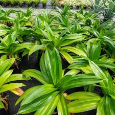 Image result for Pandanus