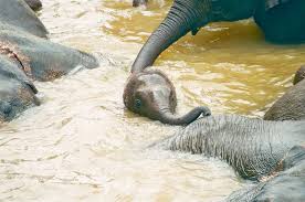 Choose from a wide range of similar scenes. Elephant Fun Facts World Elephant Day