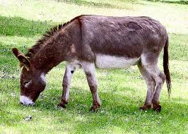 | property loan | asset mortgage | fast approval | pinjaman hartanah | cagaran geran kereta | kelulusan segera Keldai Definition And Synonyms Of Keldai In The Malay Dictionary