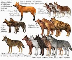 D7b264024373e7d2fe838a92a34f8864 Jpg Animals Wild Wolf Dog Fox Dog