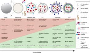 Reference materials are provided for disclosure by hart and as. Recombinant Extracellular Vesicles As Biological Reference Material For Method Development Data Normalization And Assessment Of Pre Analytical Variables Nature Protocols
